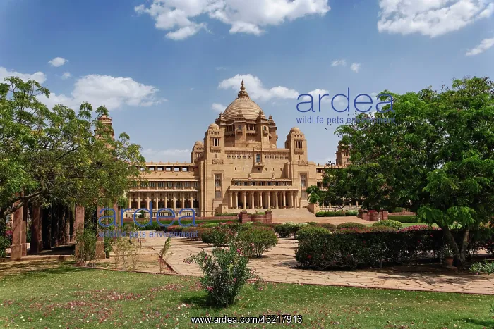 : Rear view of Umaid Bhawan Palace hotel : Rear view of Umaid Bhawan Palace hotel