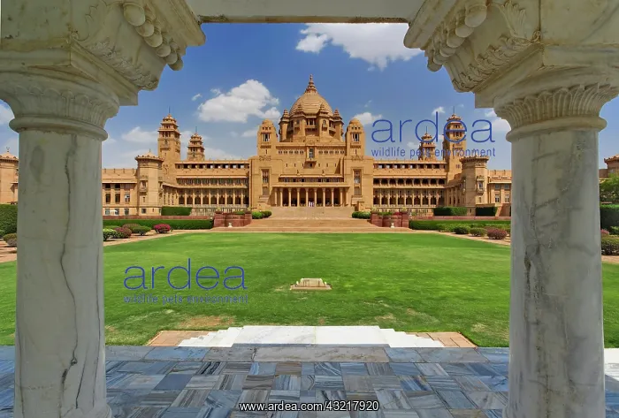: Rear view of Umaid Bhawan Palace hotel : Rear view of Umaid Bhawan Palace hotel