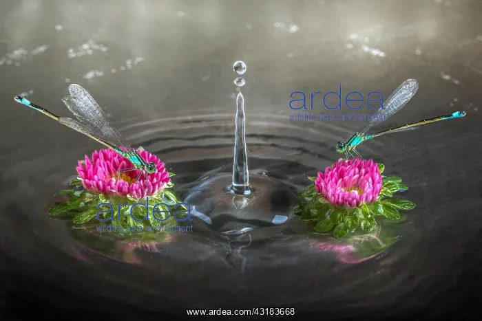: Rebound and two Damselflies on two thistle, Collecchio : Rebound and two Damselflies on two thistle, Collecchio