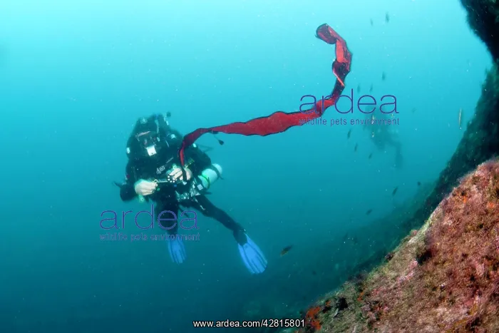 : Rebreather divers practising with Surface Marker Buoy, Ischi : Rebreather divers practising with Surface Marker Buoy, Ischi