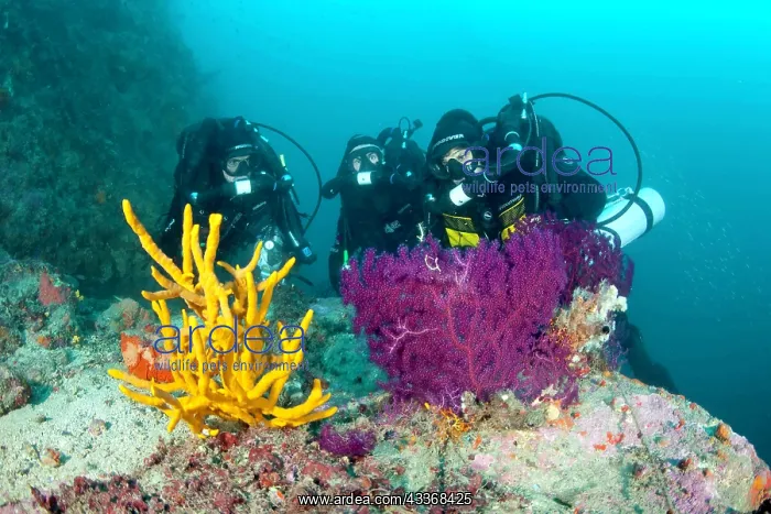  : Rebreather's divers with sponge, Axinella cannabina and red