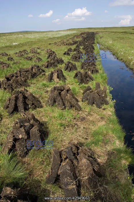 : Recently dug peat blocks drying : Recently dug peat blocks drying