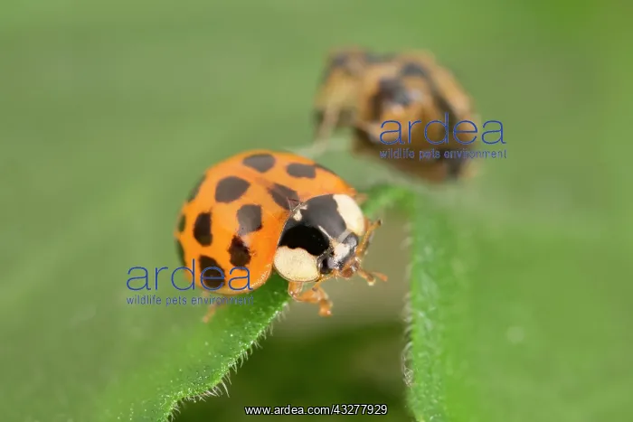 : Recently emerged Harlequin Ladybird with pupal case : Recently emerged Harlequin Ladybird with pupal case