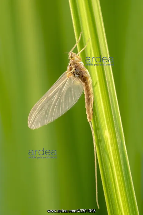 : Recently emerged Mayfly on sedge - Norfolk UK : Recently emerged Mayfly on sedge - Norfolk UK