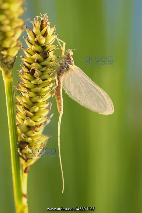 : Recently emerged Mayfly on sedge - Norfolk UK : Recently emerged Mayfly on sedge - Norfolk UK