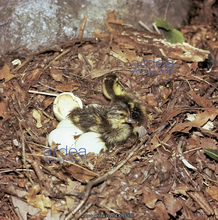 : Recently hatched Mallard ducklings : Recently hatched Mallard ducklings