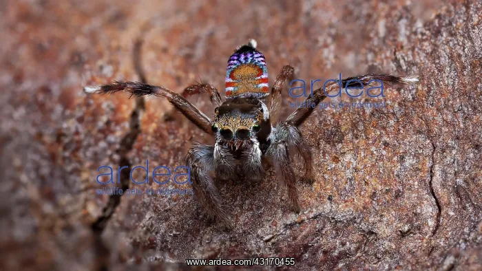 : A recently re-discovered undescribed species of : A recently re-discovered undescribed species of