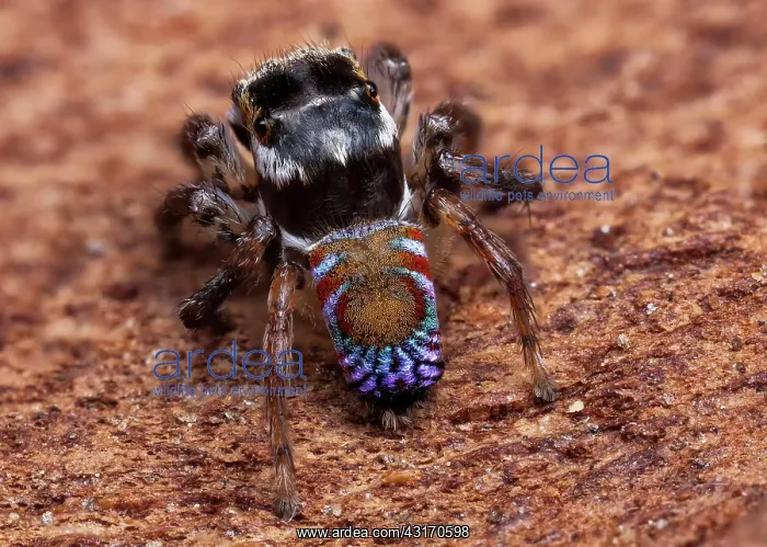 : A recently re-discovered undescribed species of : A recently re-discovered undescribed species of