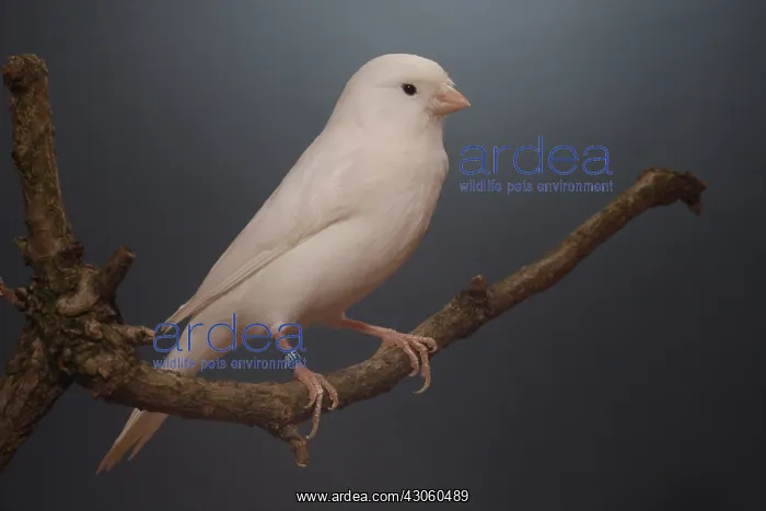 : Recessive white Canary on a branch : Recessive white Canary on a branch
