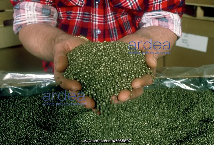  : Reclaimed polystyrene pellets