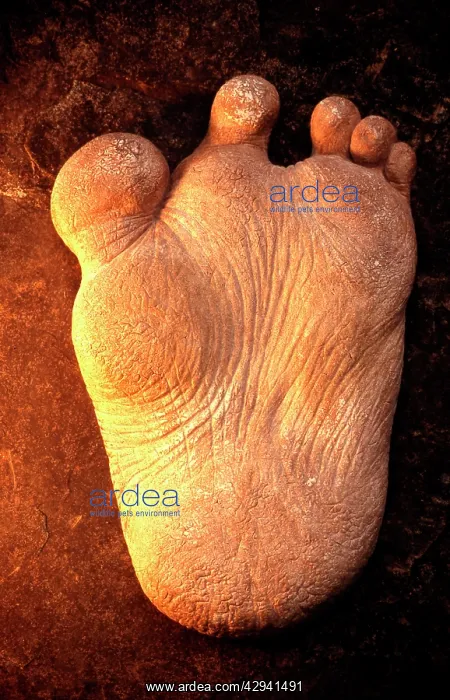 : Reconstruction: Restoration of Yeti foot, based : Reconstruction: Restoration of Yeti foot, based