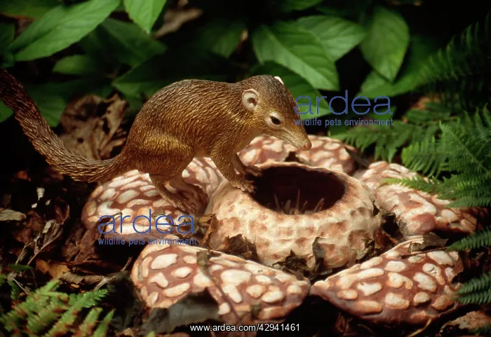 : Reconstruction: Tree Shrew on Rafflesia : Reconstruction: Tree Shrew on Rafflesia