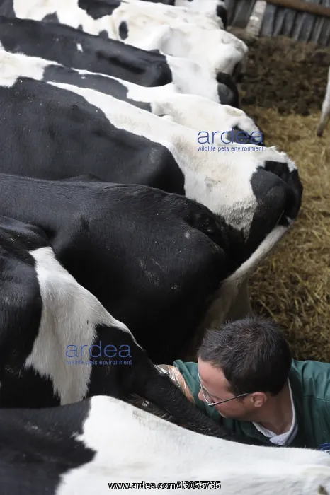 : Rectal search of Prim'Holstein Cows by a veterinarian : Rectal search of Prim'Holstein Cows by a veterinarian