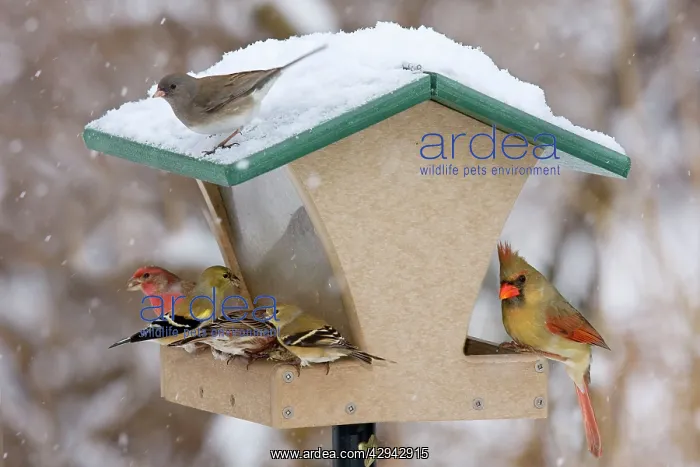 : Recycled bird feeder - in winter with cardinal : Recycled bird feeder - in winter with cardinal