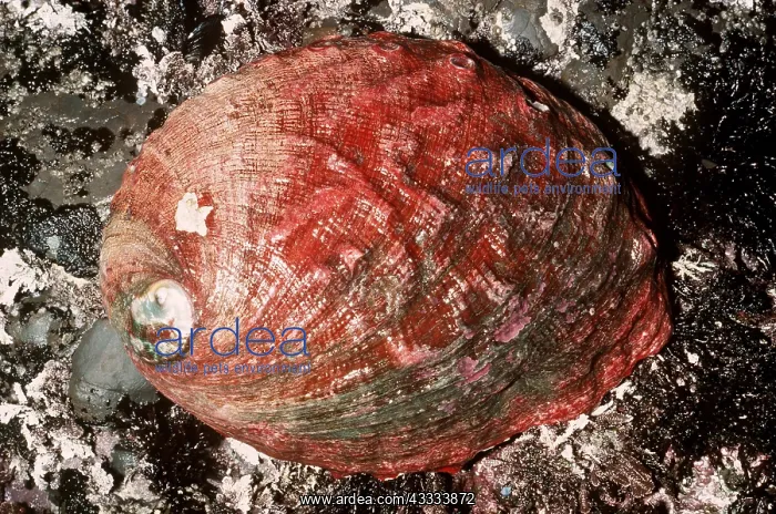 : RED ABALONE : RED ABALONE
