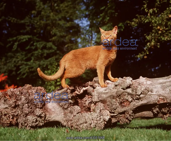 : RED ABYSSINIAN CAT : RED ABYSSINIAN CAT