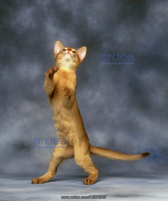 : Red Abyssinian Cat - standing on hind legs : Red Abyssinian Cat - standing on hind legs