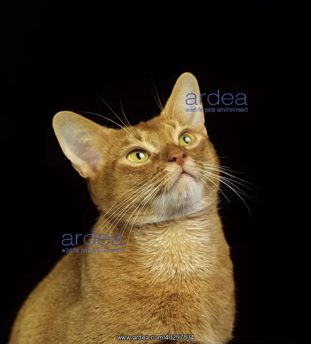: Red Abyssinian Domestic Cat, Portrait against Black : Red Abyssinian Domestic Cat, Portrait against Black