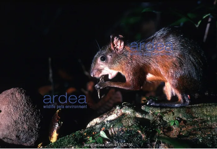 : RED ACOUCHI - eating Brazil nut seed, they disperse : RED ACOUCHI - eating Brazil nut seed, they disperse