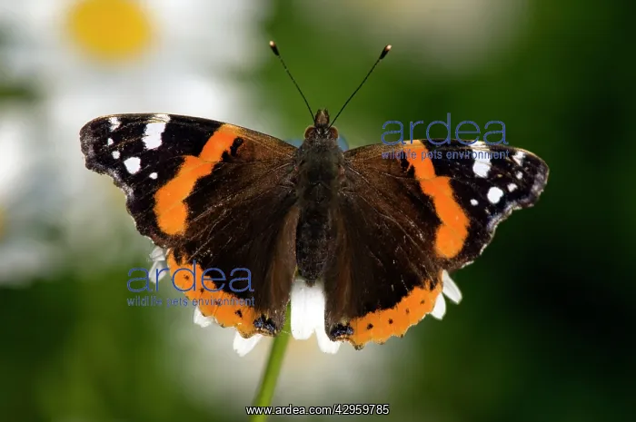: Red Admiral : Red Admiral