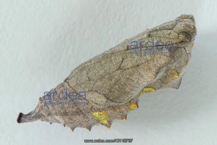 : Red Admiral : Red Admiral