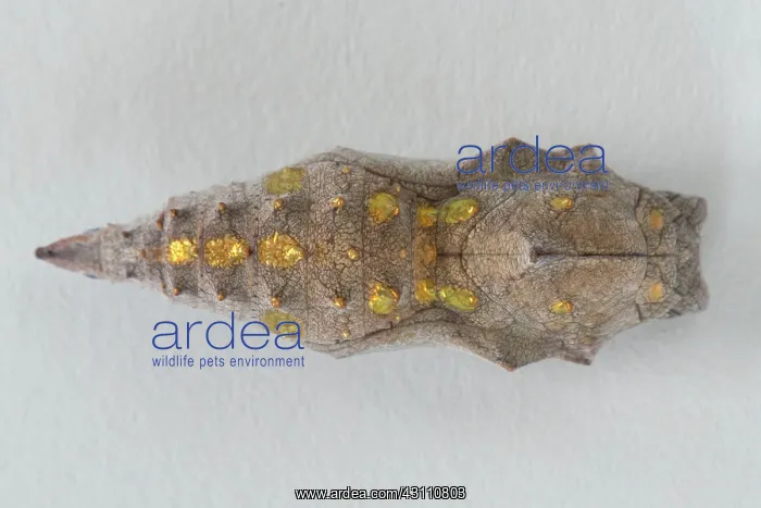 : Red Admiral : Red Admiral