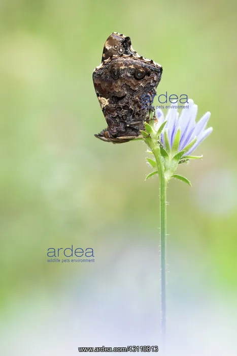 : Red Admiral : Red Admiral