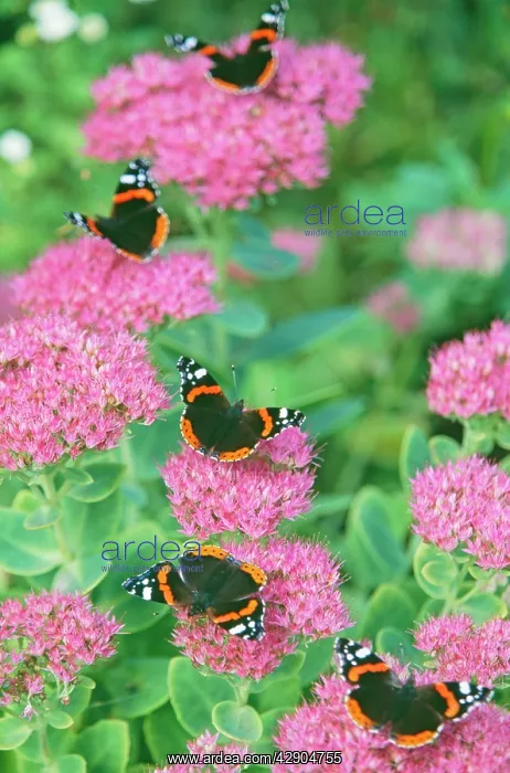 : Red ADMIRAL Butterflies - on ice plant / Sedum : Red ADMIRAL Butterflies - on ice plant / Sedum