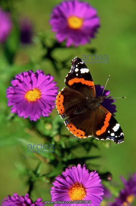: Red Admiral BUTTERFLY : Red Admiral BUTTERFLY