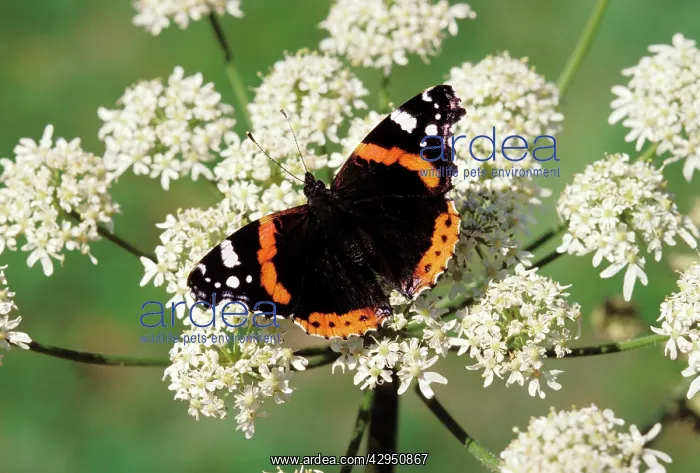 : Red Admiral Butterfly : Red Admiral Butterfly