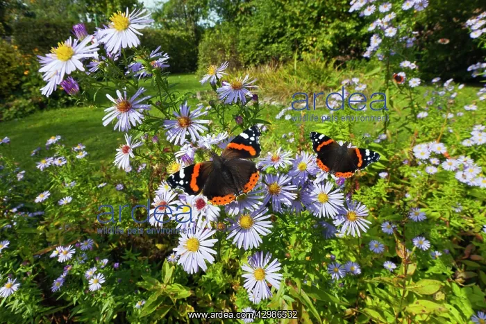 : Red Admiral Butterfly : Red Admiral Butterfly