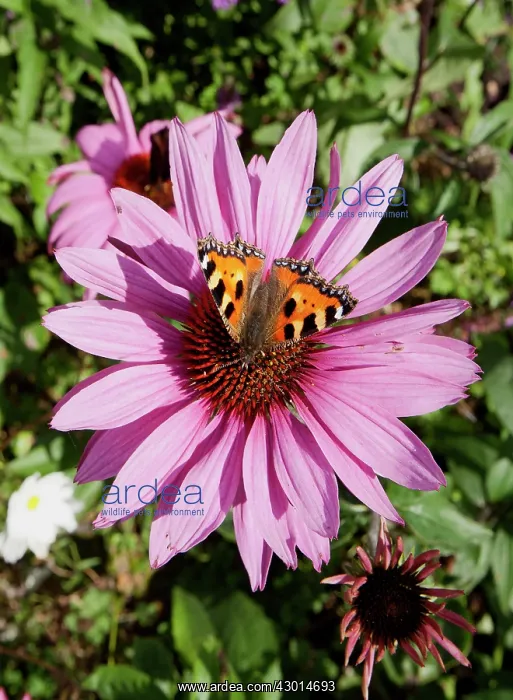 : Red Admiral Butterfly : Red Admiral Butterfly