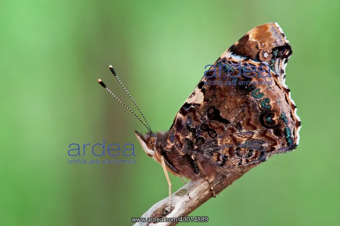  : Red Admiral Butterfly