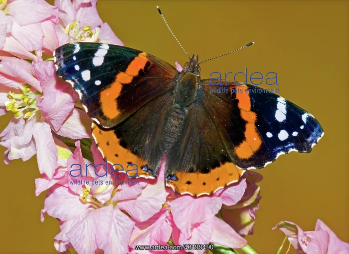 : Red Admiral Butterfly : Red Admiral Butterfly