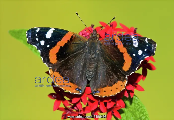 : Red Admiral Butterfly : Red Admiral Butterfly