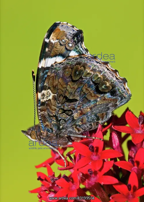: Red Admiral Butterfly : Red Admiral Butterfly