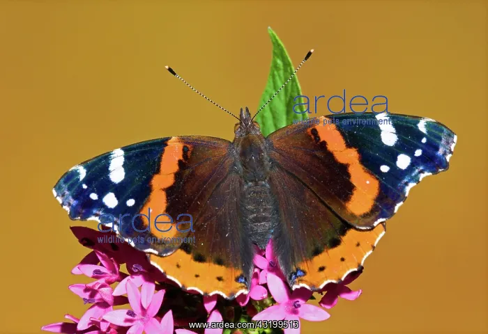: Red Admiral Butterfly : Red Admiral Butterfly