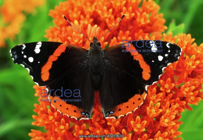 : Red Admiral Butterfly : Red Admiral Butterfly