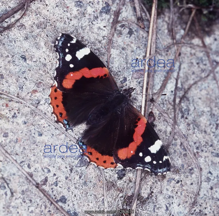 : RED ADMIRAL BUTTERFLY : RED ADMIRAL BUTTERFLY