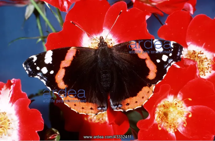 : RED ADMIRAL BUTTERFLY : RED ADMIRAL BUTTERFLY
