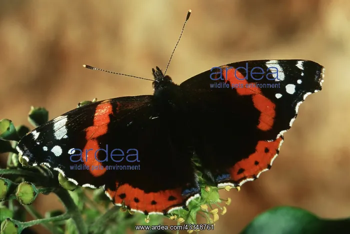 : RED ADMIRAL BUTTERFLY : RED ADMIRAL BUTTERFLY