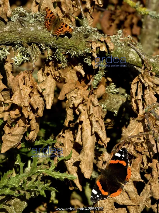 : Red Admiral butterfly and comma butterfly (Polygonia : Red Admiral butterfly and comma butterfly (Polygonia