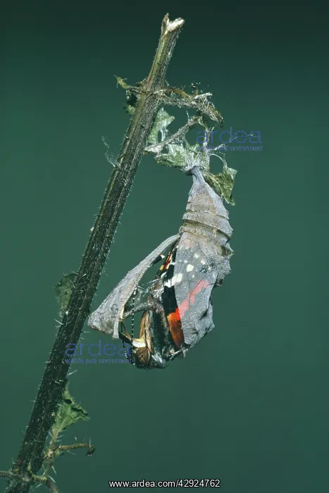 : Red Admiral Butterfly - emerging from pupae : Red Admiral Butterfly - emerging from pupae