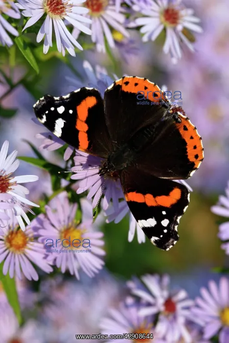 : Red Admiral Butterfly - Feeding upon aster flowers : Red Admiral Butterfly - Feeding upon aster flowers