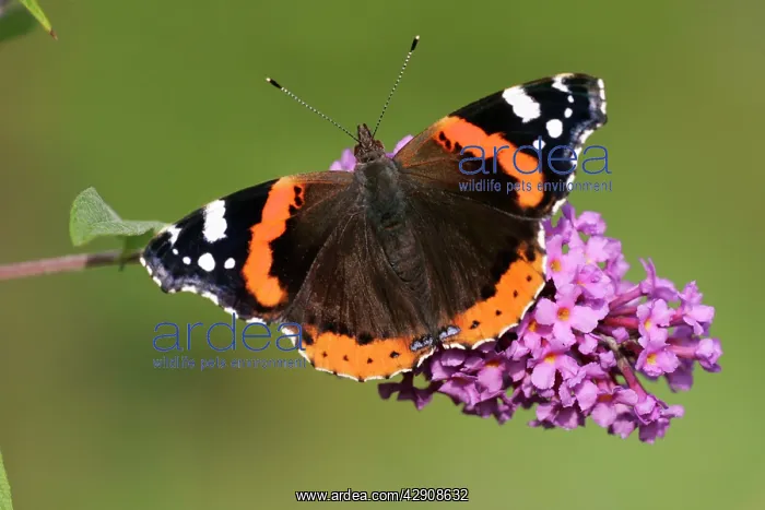: Red Admiral Butterfly - feeding upon Buddelia in garden : Red Admiral Butterfly - feeding upon Buddelia in garden