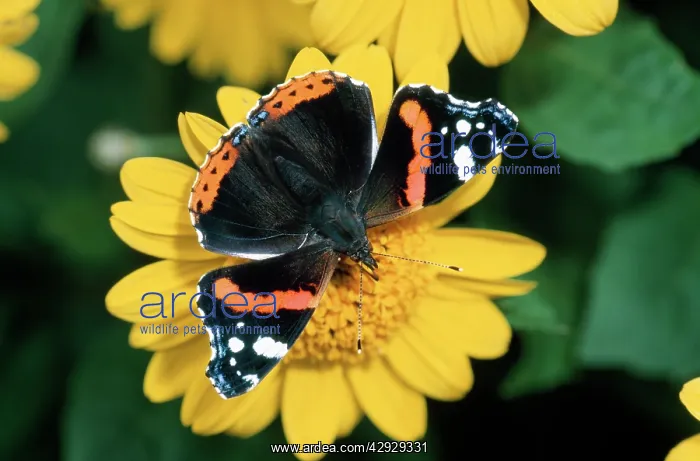 : Red Admiral BUTTERFLY - feeding on flower nectar : Red Admiral BUTTERFLY - feeding on flower nectar