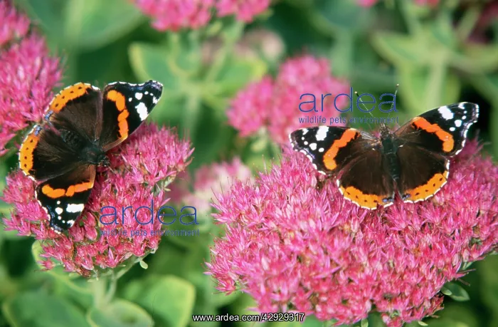 : Red Admiral BUTTERFLY - feeding on ice plant / Sedum nectar : Red Admiral BUTTERFLY - feeding on ice plant / Sedum nectar