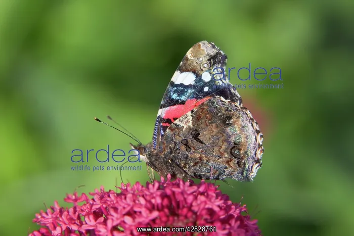 : Red Admiral Butterfly - feeding on Valerian Flower : Red Admiral Butterfly - feeding on Valerian Flower