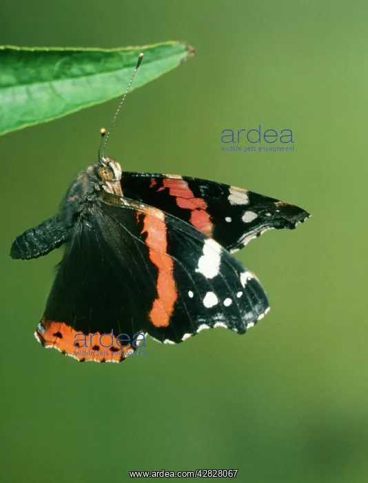 : Red Admiral BUTTERFLY - in flight : Red Admiral BUTTERFLY - in flight