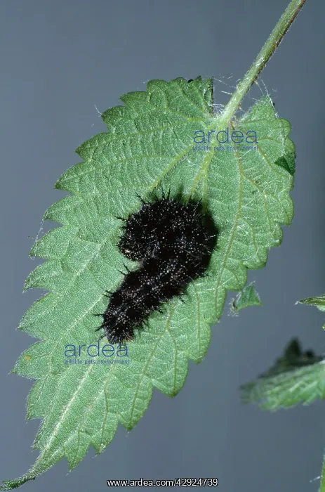 : Red Admiral Butterfly - Larva building Tent of Nettle leaf : Red Admiral Butterfly - Larva building Tent of Nettle leaf